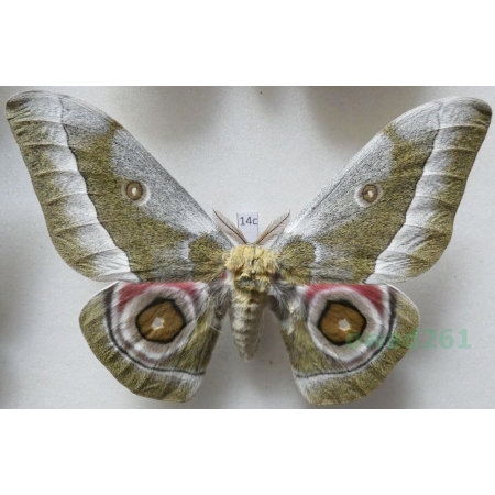 Gonimbrasia zambesina (Walker, 1865) male ex.pupa Kenya 130mm14c